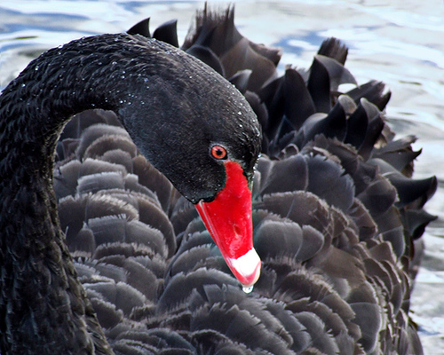 Black Swan Movie Review