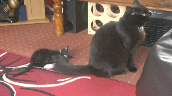 Sirius The beast of Bodmin and Yoda his partner in crime