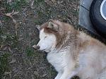 My dog Goldie, sadly, she passed away. :'(