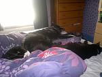 My sleeping arrangement.Yoda,Lily and Sirius hogging the bed.