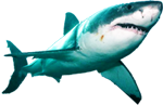 shark