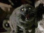 Stephen King's Pet Sematary  - Evil Church Cat