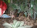 Me bothering exotic birds at the zoo