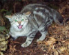 feral cat's Avatar
