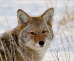 WildCoyote140's Avatar